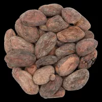 Nasiona kakaowca – co warto wiedzieć?