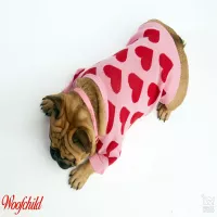 Zimowo-jesienne spacery z pieskiem – jakie ubranko wybrać?