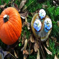 Muffiny dynia z wiśnią