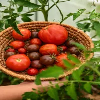 Prosty sos pomidorowy na zimę