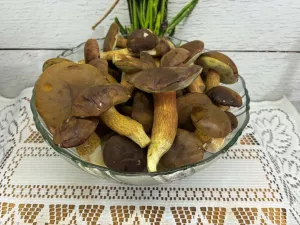 Podgrzybki w Śmietanie – Prosty Przepis na Pyszne Leśne Grzyby!