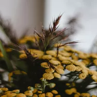 Kompendium wiedzy o wrotyczu. Wszystko, co musisz wiedzieć o tym niezwykłym ziole!