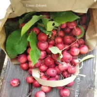 Ocet z rajskich jabłek