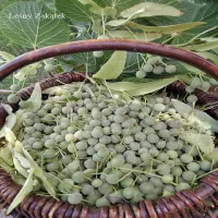 Mąka bezglutenowa z owoców lipy