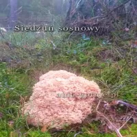 Siedzuń sosnowy w sosie śmietankowym z makaronem