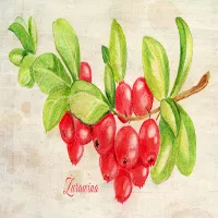 Żurawina - wpływ na zdrowie