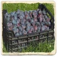 Śliwki w occie aromatyzowane rumem