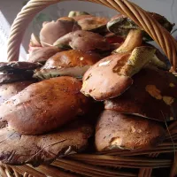 Moje sierpniowe grzybobranie!