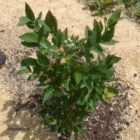 Plantacja Superfoods