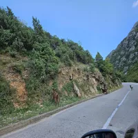 Pasujl Czarnogórski