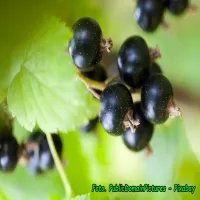 Mikstura wzmacniająca odporność.