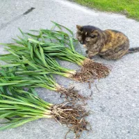 Storczyk Cymbidium przesadzanie